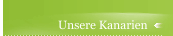 Unsere Kanarien